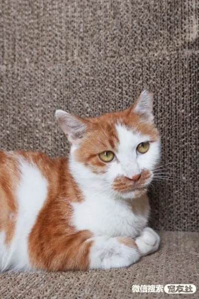(田园猫猫舍)猫田园已下架产品名单公布：抓住机会入手稀缺珍藏！